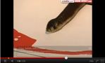 Rick Melvill, creative director for communications company Unplugged, discusses how snakes can serve as metaphors for safety hazards in mining operations.